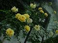 Yellow roses